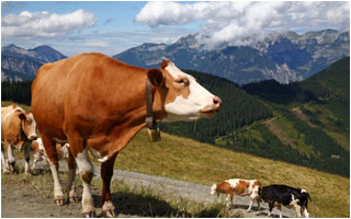 Appartamento Champoluc Affitto Escursioni Animali